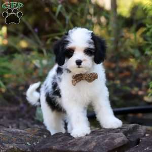 Brady, Cavapoo Puppy